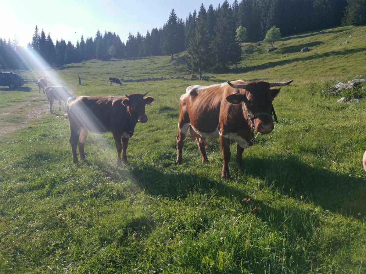 Chalet Stara Jelka Pokljuka ゴレンスカ地方 エクステリア 写真